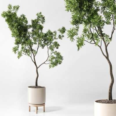 植物盆栽3D模型下载